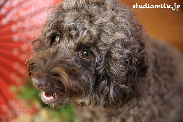 【朝フォト！】ペットフォト！愛犬を可愛く写真に残そう！
